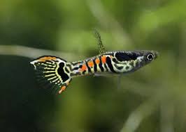 Pin De Mustafa Cevik Em Akvaryum Sus Baligi Lepistes Fish Tank Guppy Peixes Tropicais Peixes Lebiste