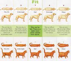 50 Of Family Dogs And Cats Are Overweight Or Obese Sunset Veterinary Clinic Overweight Dog Dog Health Dog Care