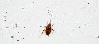 Woke up from a dead. Tiny Roaches Are They Babies Or A Big Problem Abc Blog