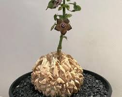 Image result for Dorstenia buchananii