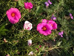 Image result for Portulacaceae