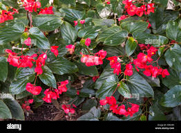 Image result for Begoniaceae