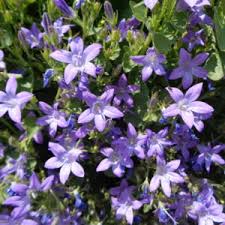 Méně se vyskytuje v severní africe a v severní americe. Campanula Interspecific Beyond Blue Pestovani Trvalek V Ceskych Podminkach