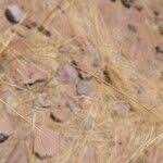 Image result for Stipagrostis uniplumis