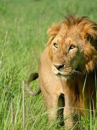 Image result for Dissotis glandulosa