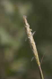 Image result for Ischaemum