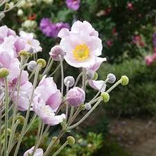 Image result for Anemone transvaalensis