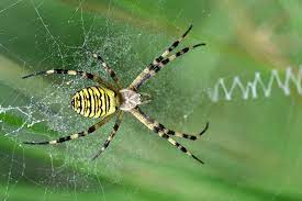 Essas aranhas não são muito venenosas, apesar de carregarem boas quantidades de veneno. Aranhas Venenosas Que Podem Ser Encontradas Em Casa Kelldrin