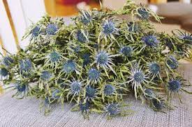 Bulk Dried Thistle 10 Branches A Bunch Blue Thistle Blue Dried Flower Bouquet Dried Flowers Sea Holly