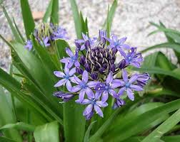 Image result for Asparagaceae