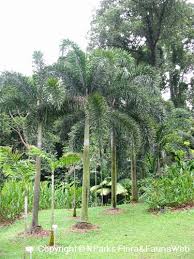 Image result for Wodyetia bifurcata