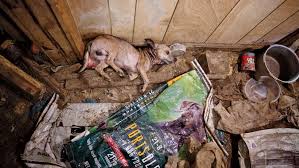 A recent puppy mill bust in tarlton, ohio, merited 50 dogs seized, some so matted. Puppy Mills The Amish And What You Can Do Animal Adoption Cincinnati Oh My Furry Valentine
