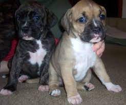 Pitbull Boxer Mix Puppies For Sale Cute Puppies Boxer Mix Puppies Pitbull Boxer Mix Pitbull Boxer Mix Puppies