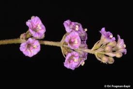 Image result for Commicarpus helenae