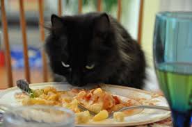 However, a cat's diet should not consist solely of beef. 5 Meals Designed For Sick Cats Petpact Com