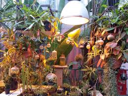 france que faire a nantes en 48h l exploraterre que faire a nantes nantes plante carnivore