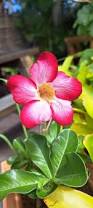 Image result for Adenium multiflorum