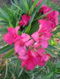 Many (but not necessarily all) of the examples on this list are also toxic to cats and humans, as well. 100 Oleander Ideas Oleander Plants Flowers