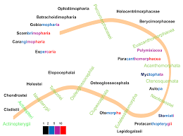 Image result for Phyla