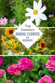A beautiful way to cheer up your surroundings for summer. Annual Flowers For Beginners Easy To Grow Summertime Favorites