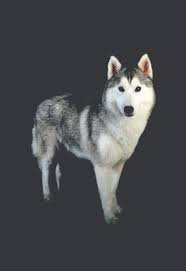 The Siberian Husky Animal Scene Magazine