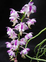 38 Ideias De Aerides Orquideas Orquidea Essencia Para Perfume