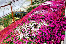 Cameron highlands is situated in pahang, west malaysia. Lavender Garden 2019 Wah Cantiknya Lokasi Best Untuk Bercuti