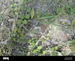 Image result for Orthanthera