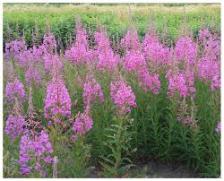 Image result for Epilobium salignum