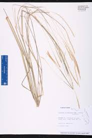 Image result for Elionurus tripsacoides