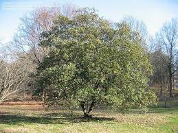 Maybe you would like to learn more about one of these? Plantfiles Pictures Sweetbay Magnolia Silver Bay Swamp Bay Henry Hicks Magnolia Virginiana Var Australis By Rondezone7a