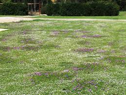 Image result for Lippia