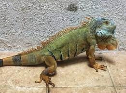10 Things You Need To Know Before Getting A Pet Green Iguana Petpress Green Iguana Iguana Pet Iguana