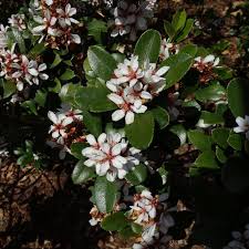 Image result for Rhaphiolepis umbellata