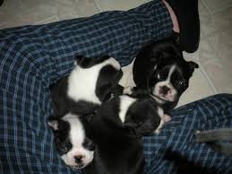 Find puppies for sale in huntsville, alabama! Boston Terrier Puppies For Sale In Huntsville Alabama Classified Americanlisted Com