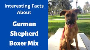 My gsd/boxer mix rosie by: Everything About The German Shepherd Boxer Mix Should You Get This Breed For Your Family Youtube
