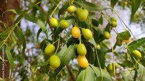 Image result for Azadirachta indica
