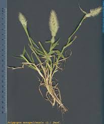 Image result for Polypogon