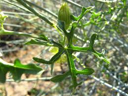 Image result for Coccinia rehmannii