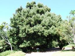 Image result for Podocarpus latifolius