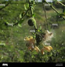 Image result for Hibiscus micranthus