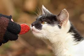 Proteins that are safe for cats. Can Cats Eat Chorizo Is It Safe For Them Diet Info