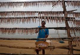 The Koli fishing community has lessons ...