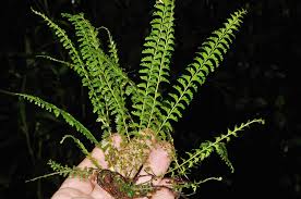 Image result for Lindsaeaceae