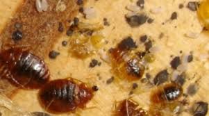 We service a variety of pests including insects, arachnids, bed bugs, termites, japanese beetles, rodents, wildlife, and mosquitoes.see our specialty services page to see if we take care of theses pests in your area. Bed Bugs And Bed Bug Pest Control Sydney