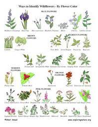 Check spelling or type a new query. 10 Plantae Ideas Plants Plant Identification Tree Id