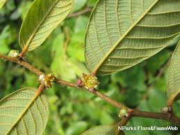 Image result for Bridelia atroviridis