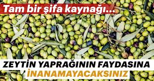 Zeytin Yapraginin Faydalari Nelerdir Iste Her Derde Deva Zeytin Yapraginin Faydalari Son Dakika Haberler