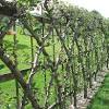 I use some of the techniques that bryant talked about, ropes and training for an even shaped, open, and optimally angled tree. 1