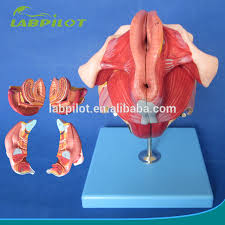 Female anatomy includes the external genitals, or the vulva, and the internal reproductive organs. Female Perineum And Internal And External Female Genital Organs Model Buy Female Internal Genital Organ Model Male Genital Organs Model Human Anatomy Organ Model Product On Alibaba Com